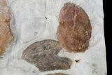 Wide Plate with Five Fossil Leaves - Montana #165054-3